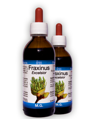 FRAXINUS Excelsior M.G. • 50 / 150 ml